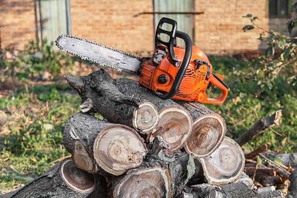 Best Tree Cutting Near Me  in USA